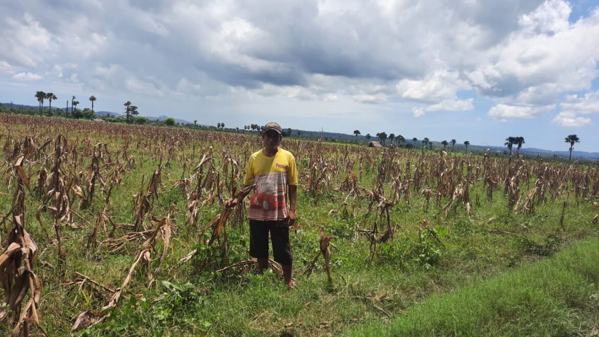 Poktan Bersatu di Manusak, Kabupaten Kupang Salut Adanya Program TJPS