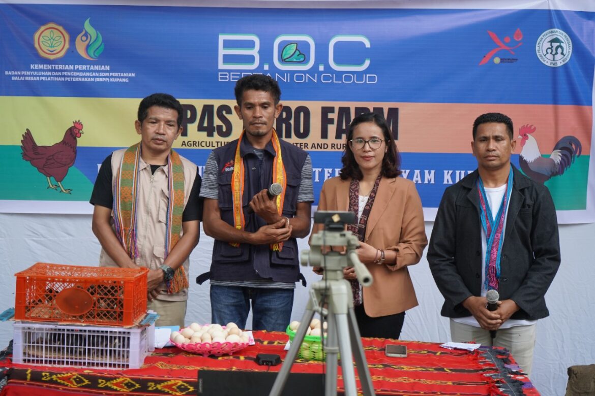 BBPP Kupang Fasilitasi Kegiatan BOC Dukung Program Peternakan di NTT