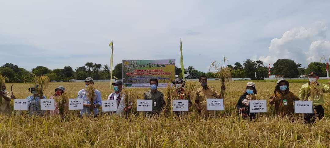 Panen Perdana Cakrabuana Agritan dan Inpari IR Nutri Zinc Varietas Unggul Atasi Stunting