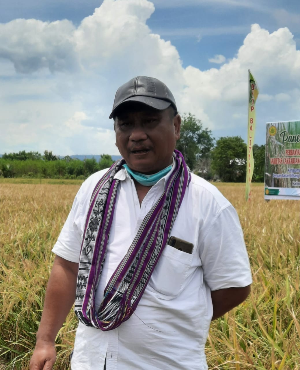 Panen Perdana Cakrabuana Agritan Dan Inpari IR Nutri Zinc Varietas ...