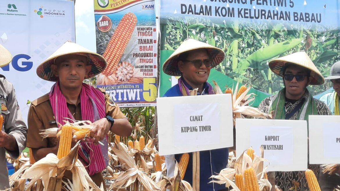 Kopdit Swasti Sari Dukung Pengembangan Padi Mapan P-05 dan Jagung Pertiwi 5