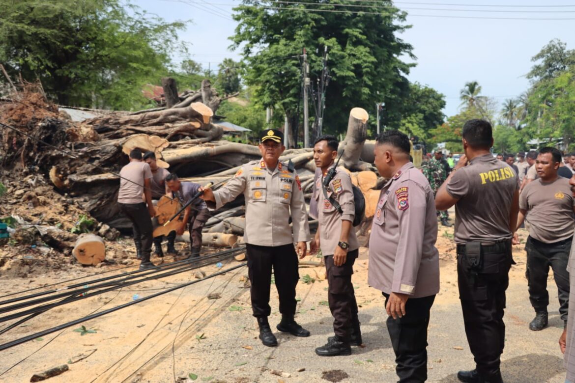 Pohon Berdiameter 1,5 Meter Tumbang, Kapolres Kupang Inisiatif Atur Arus Lalulintas