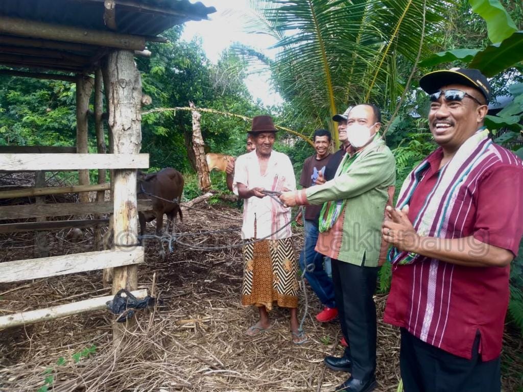 Pemkot Tindaklanjuti Bantuan Pokir DPRD Kota Kupang Bibit Sapi ke Poktan di Fatukoa