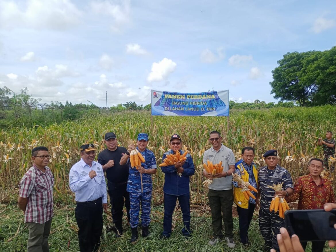 Wagub NTT Bersama Danlanud El Tari Panen Perdana Jagung Varietas Pioner 21