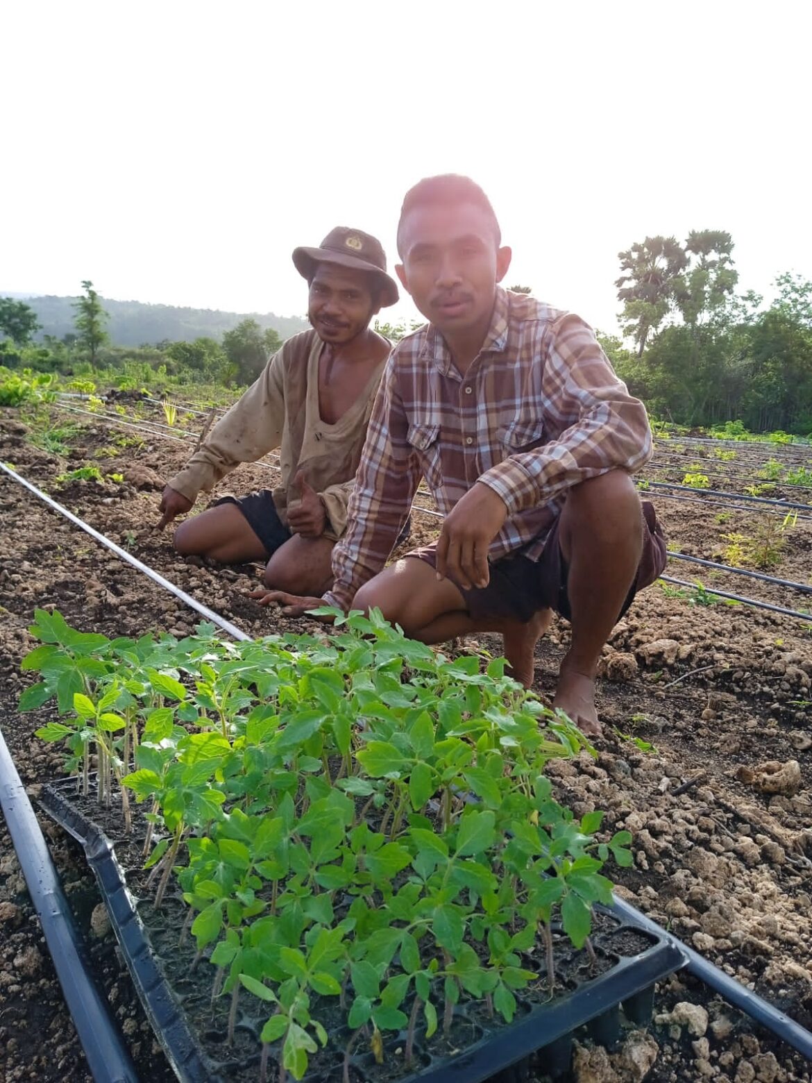 Manfaatkan KUR, Alumni SMK PP Kementan Kembangkan Smart Farming Hortikultura