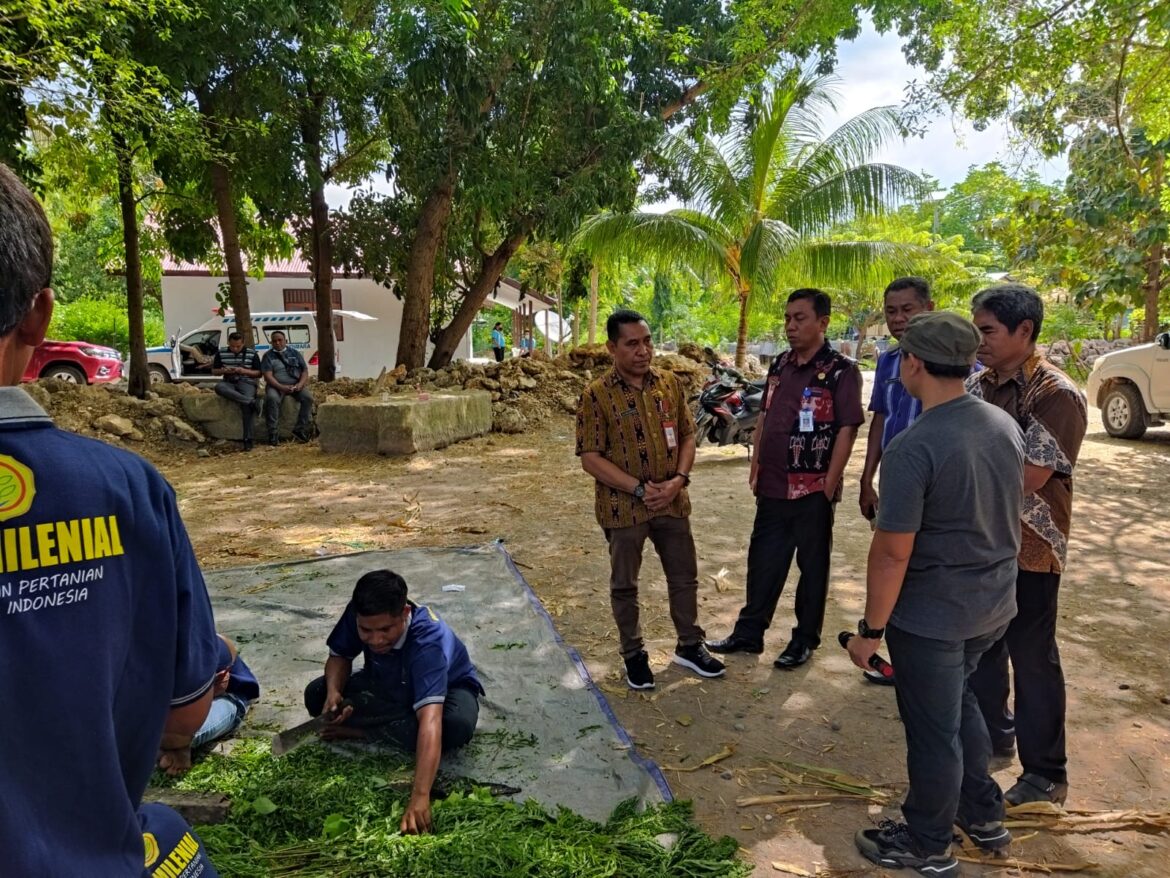 Kementan Fasilitasi Pelatihan Pengolahan Pakan Ternak di Sumba Timur Antisipasi El Nino