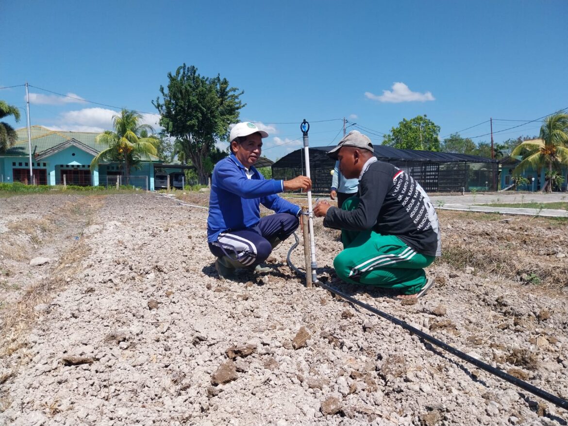 Penerapan Irigasi Tetes di Lahan Kering Antisipasi El Nino