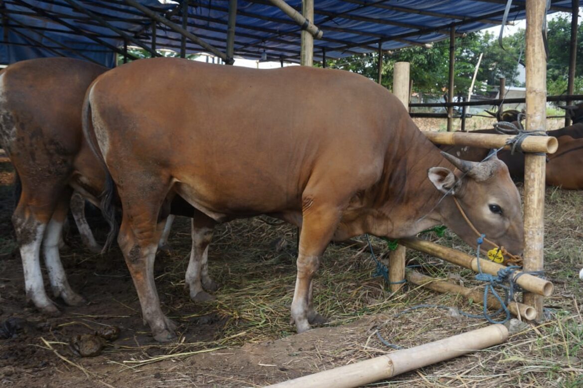 PARMUSI NTT Berbagi Berkah Berupa Hewan Qurban di Momen Idul Adha 1444 Hijriah 2023