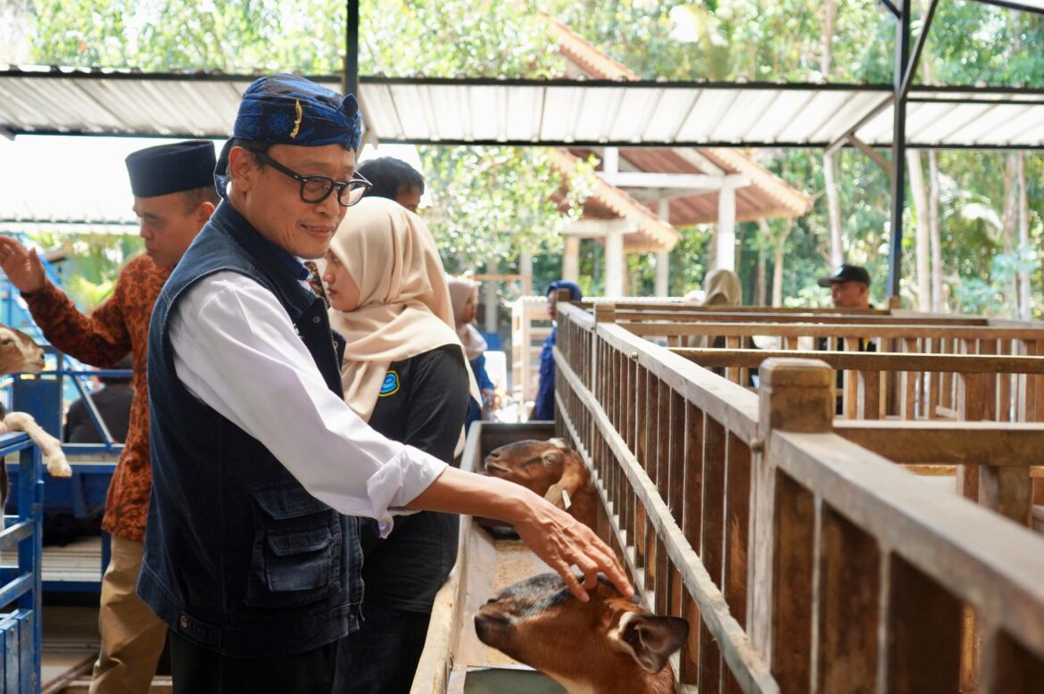 Diversifikasi Produk dan Olahan Kambing Jadi Bukti Keberhasilan P4S Lurisae Purworejo