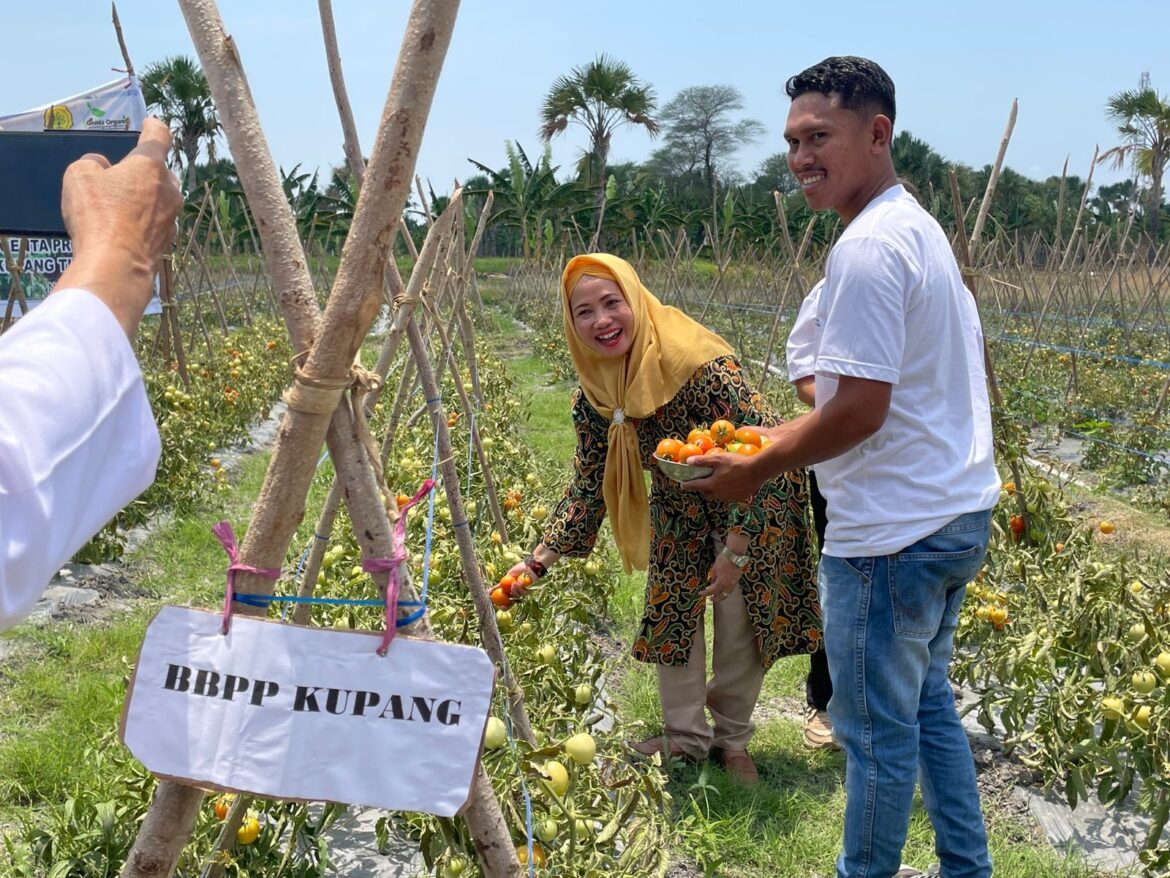 BBPP Kementan Dukung Kegiatan Farmer Field Day Sekolah Lapang di Naibonat