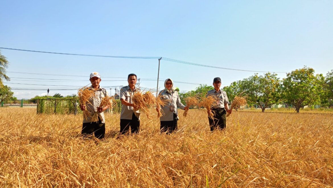 Kepala BPSIP NTT Panen Simbolis Padi Varietas Inpari 42