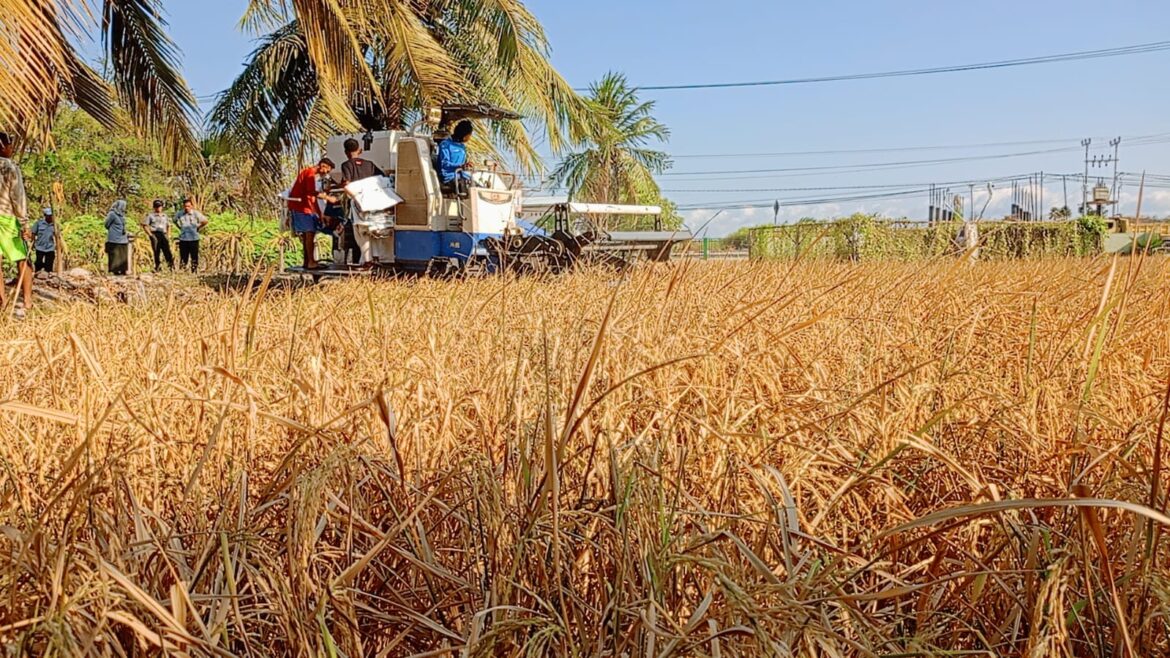 Petani di NTT, Yuk Kenali Keunggulan Padi Varietas Inpari 42