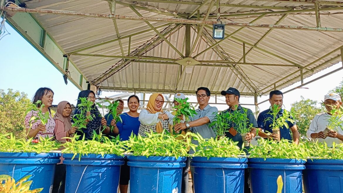 Keluarga Besar BSIP NTT Panen Raya Tanaman Holtikultura Budidaya di Taman Agrostandar