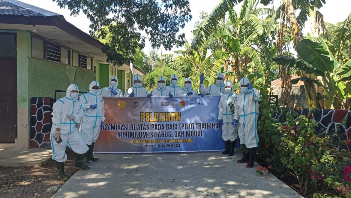 BBPP Kementan Laksanakan Praktik Inseminasi Buatan di Instalasi Ternak Lokal Milik Pemprov NTT