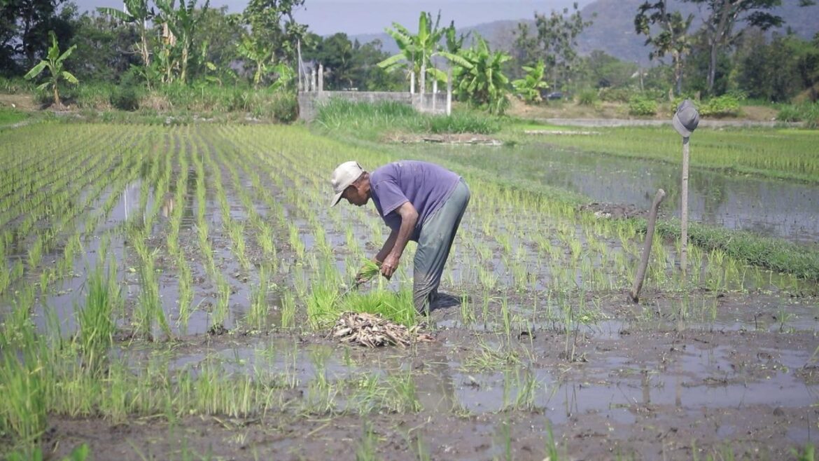 Pemerintah Daerah Aceh dan Petani Sambut Gembira serta Terimakasih atas Tambahan Alokasi Pupuk Subsidi