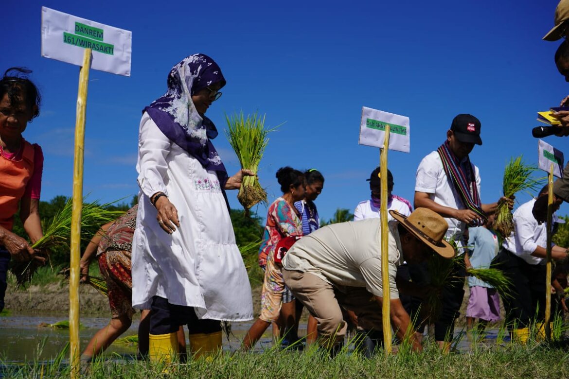 BBPP Kementan dan TA Menteri Pertanian Tanam Padi Bersama di Kupang Timur