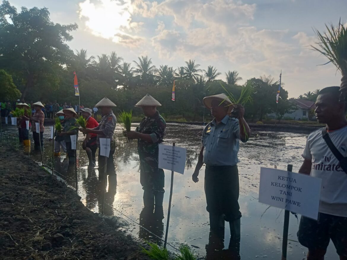 Antisipasi Kelangkaan Benih Kepala BBPP Kementan Dampingi Ketua Satgas Pangan NTT Lakukan Tanam Simbolis di Sikka