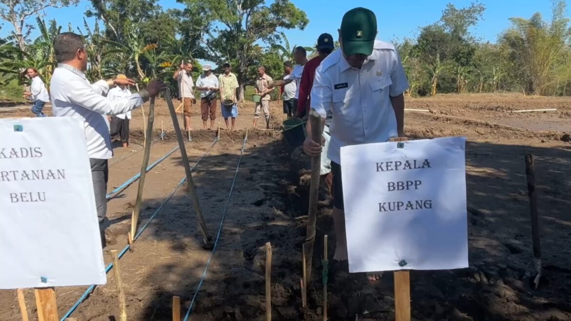 Sukseskan Program Perluasan Areal Tanam Kepala BBPP Kupang Tanam Simbolis Padi Gogo