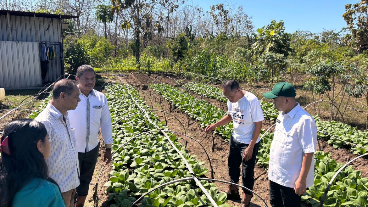 Giatkan Pertanian Organik Kepala BBPP Kementan Kunjungi Kelompok Tani Sayuran Organik di Belu