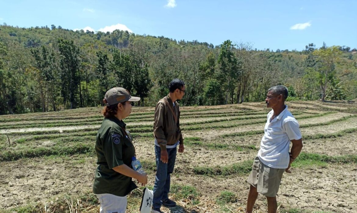 BBPP KUPANG PANTAU LAHAN PAT DI KELURAHAN KOLHUA