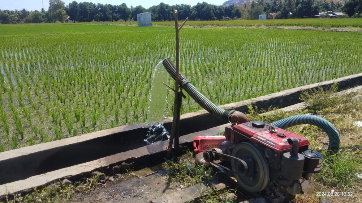 Hadapi Faktor Cuaca, Petani Flotim Berharap pada Pompanisasi