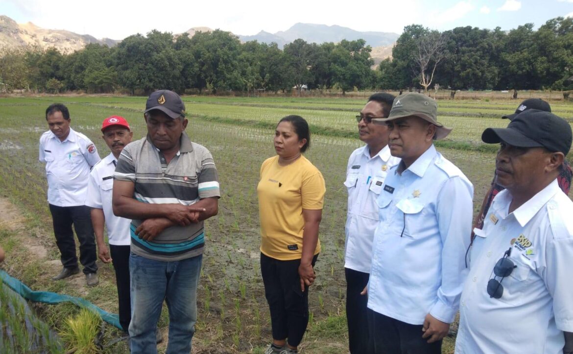 Intensifkan Perluasan Areal Tanam di Sikka, BBPP Kementan Lakukan Monitoring