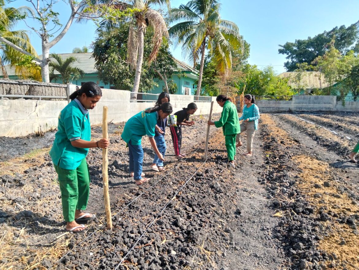 BBPP Kementan Manfaatkan Lahan Kosong untuk Tanaman Produktif Jagung Pulut