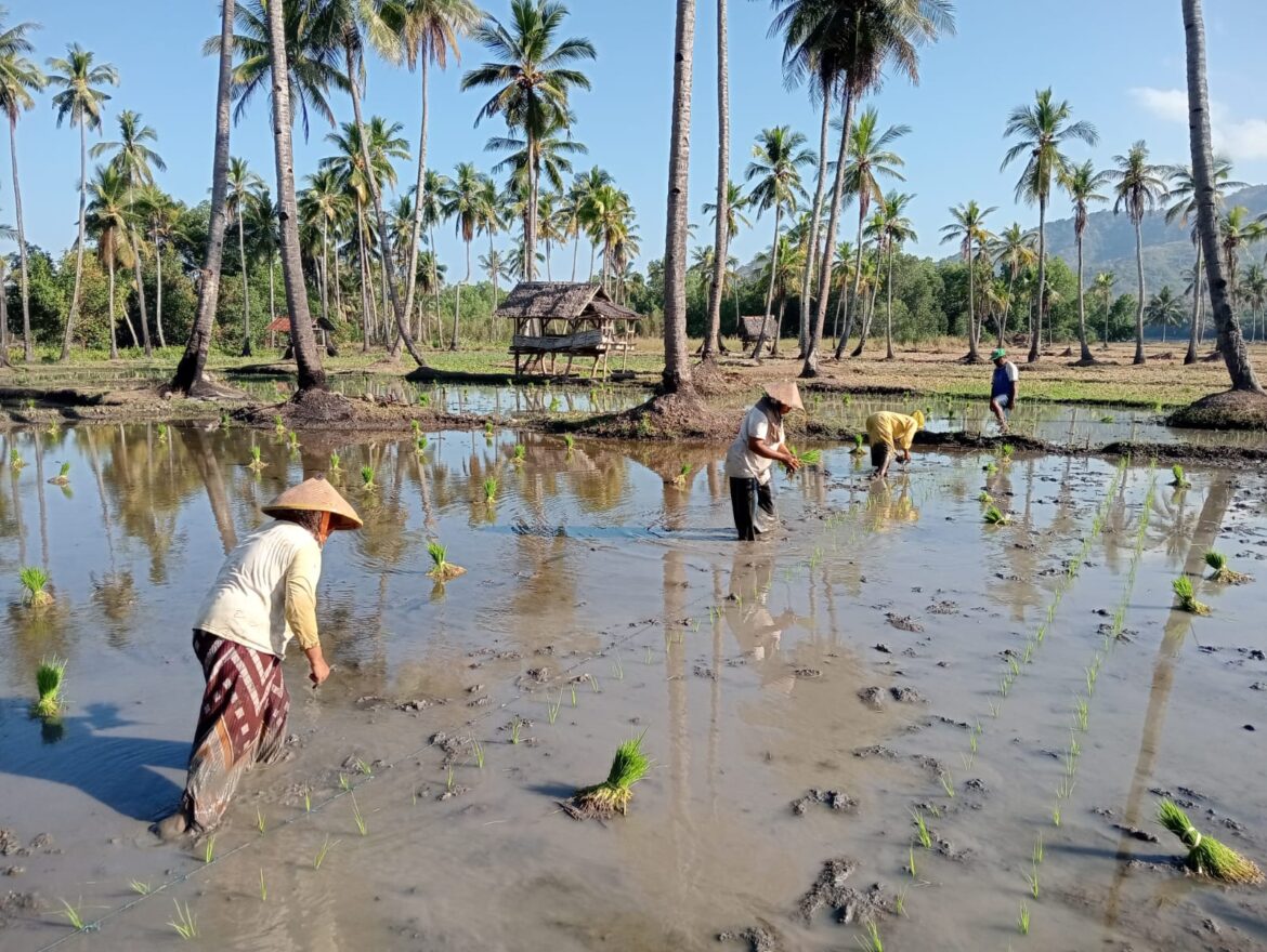 Dukung PAT Kabupaten Ende, Petani Maksimalkan Pompanisasi Tanam Padi Ciherang