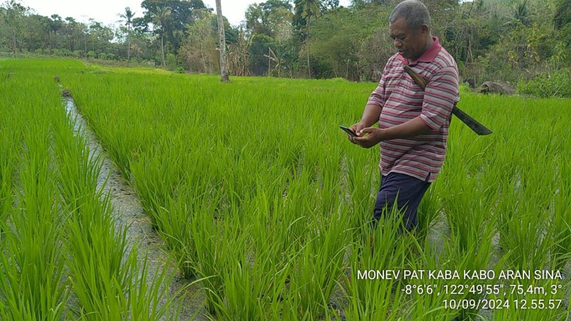 Monitoring Perluasan Area Tanam di Kabupaten Flores Timur