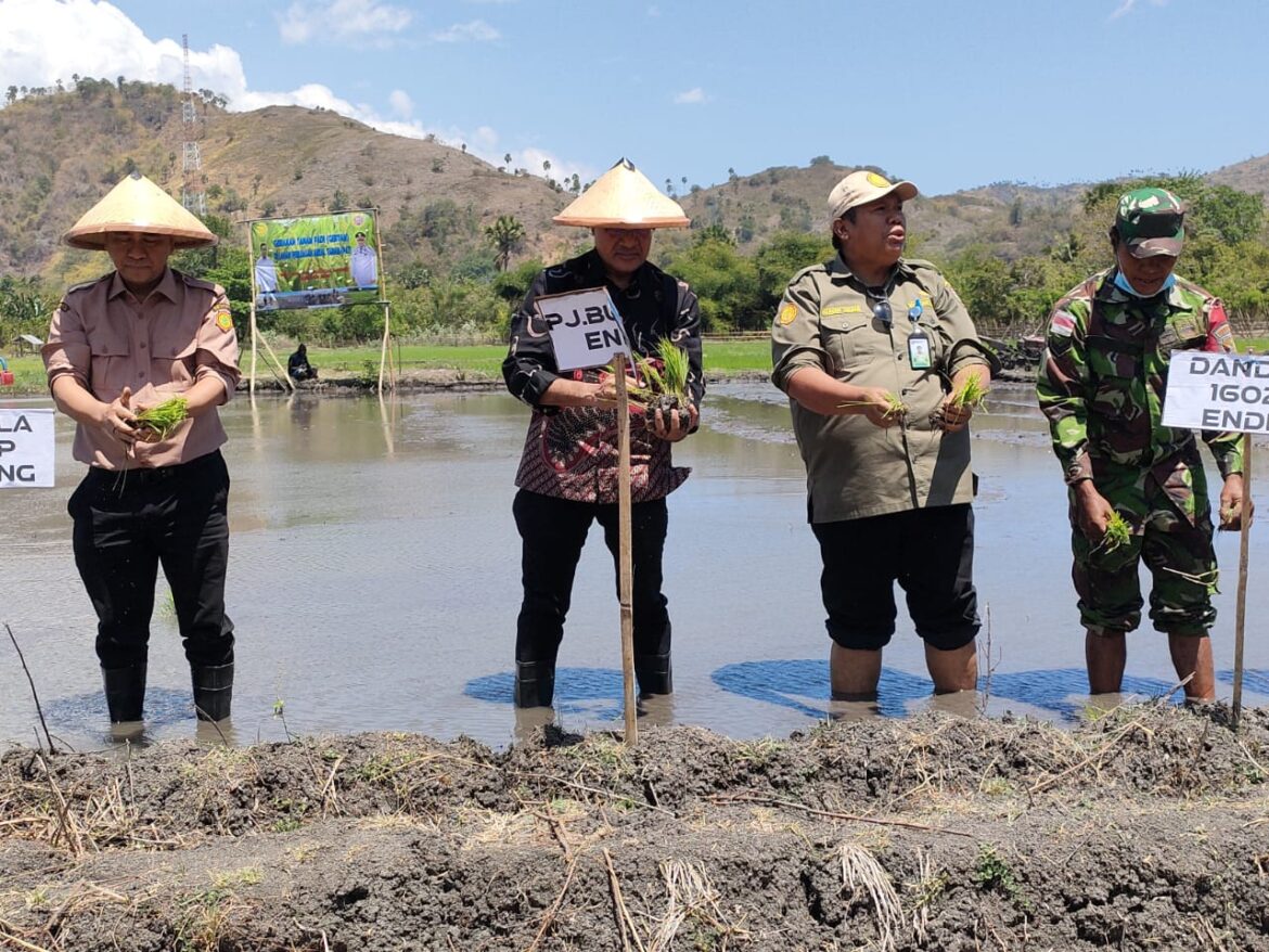 Tingkatkan PAT dan Pompanisasi melalu Tanam Padi Bersama dan Penyerahan Alsintan serta Benih Padi di Ende